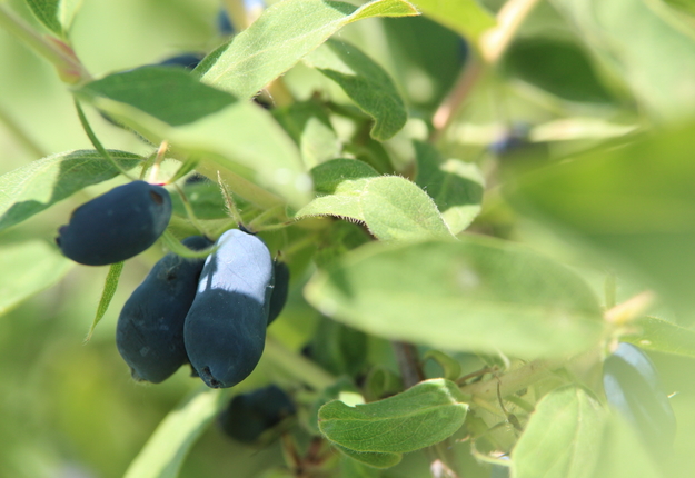 Camerises congelées (2kg)