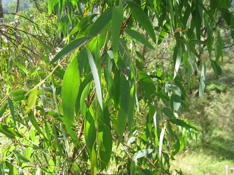 Eucalyptus officinal ou radiata (32 ml)