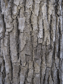 Bois de hô (11 ml)