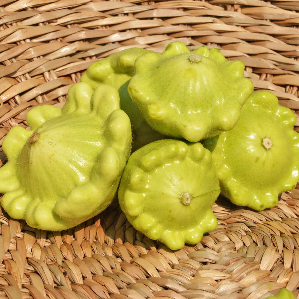 Courgette Pâtisson jaune et vert (25 semences)