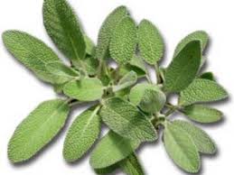 Sauge de cuisine (bouquet)