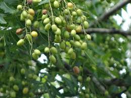 Huile de Neem (100 ml)