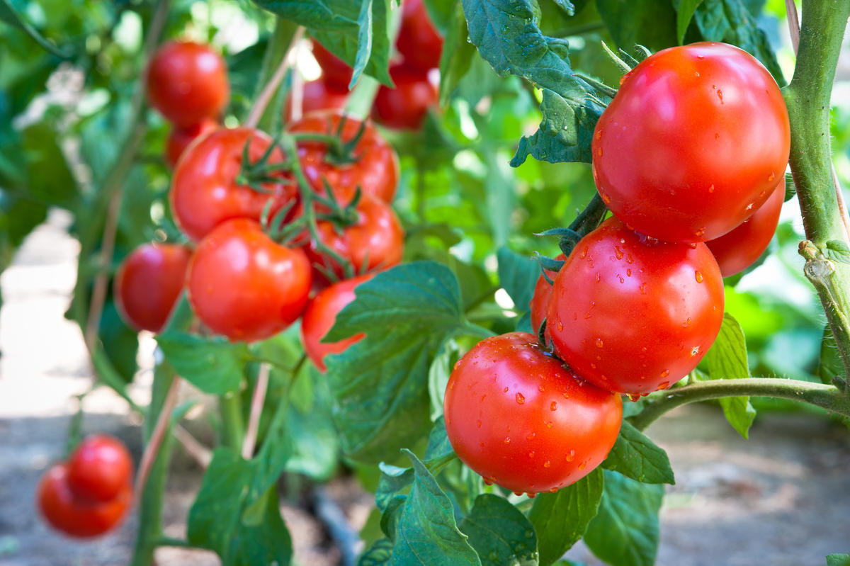 Tomates grapollo (lb)