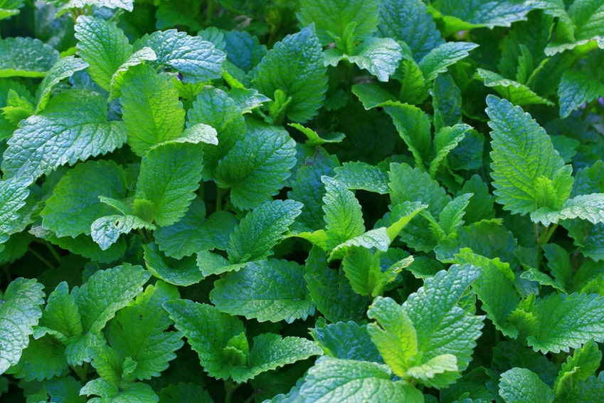 Eau de mélisse officinale (125 ml)