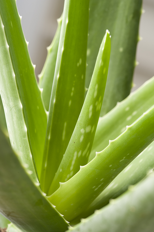 Gel d'aloes (500 gr)