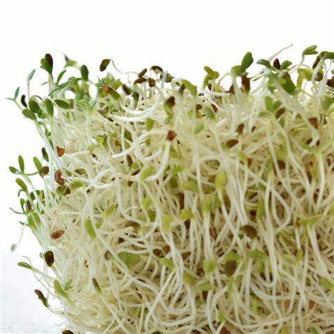 Graines à germer luzerne (125 gr)