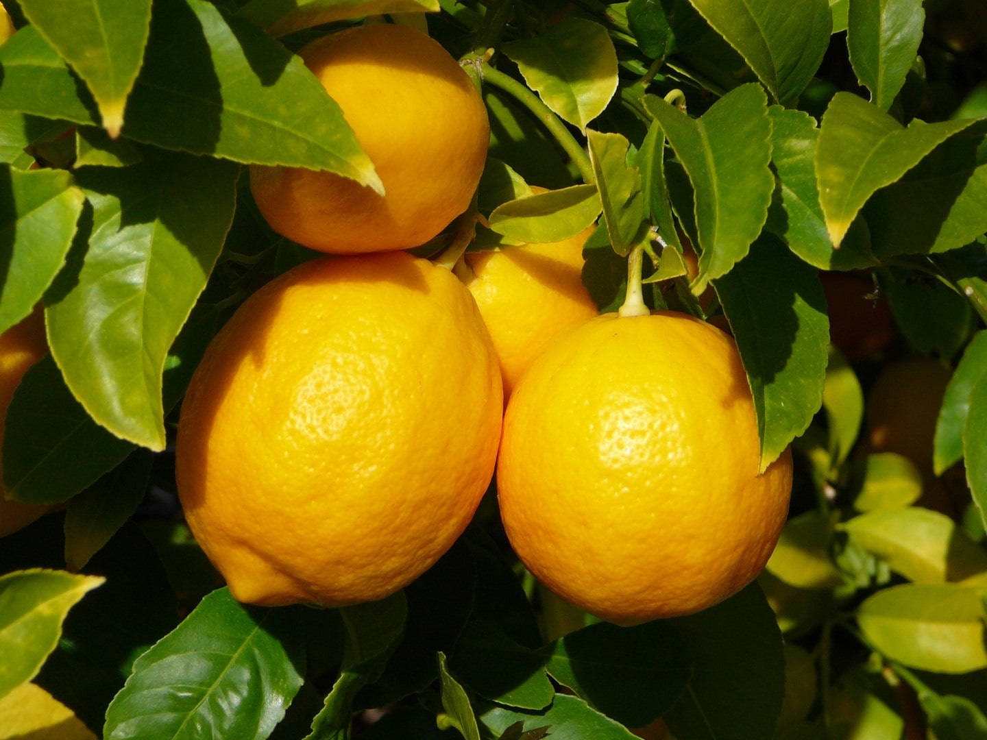 Citron jaune (32 ml)