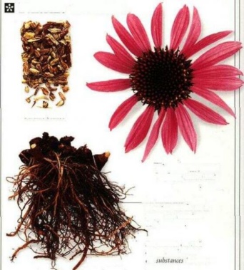 Échinacée racine (100 g)
