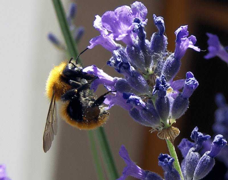 Eau de lavande vrai (125 ml)