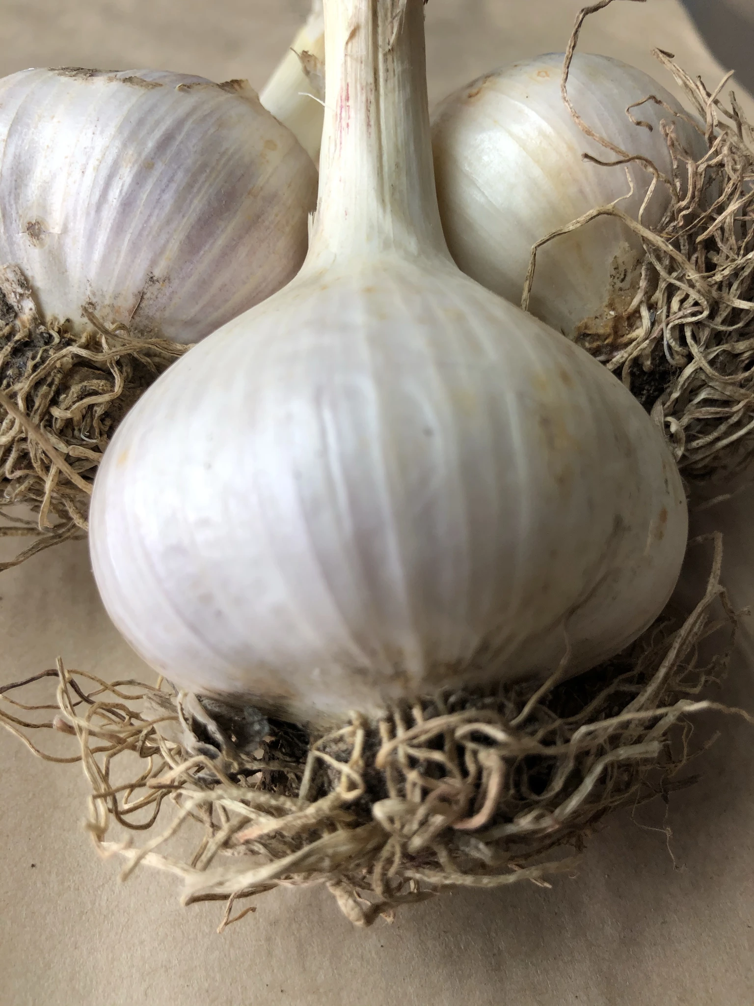 Ail frais (tresse)