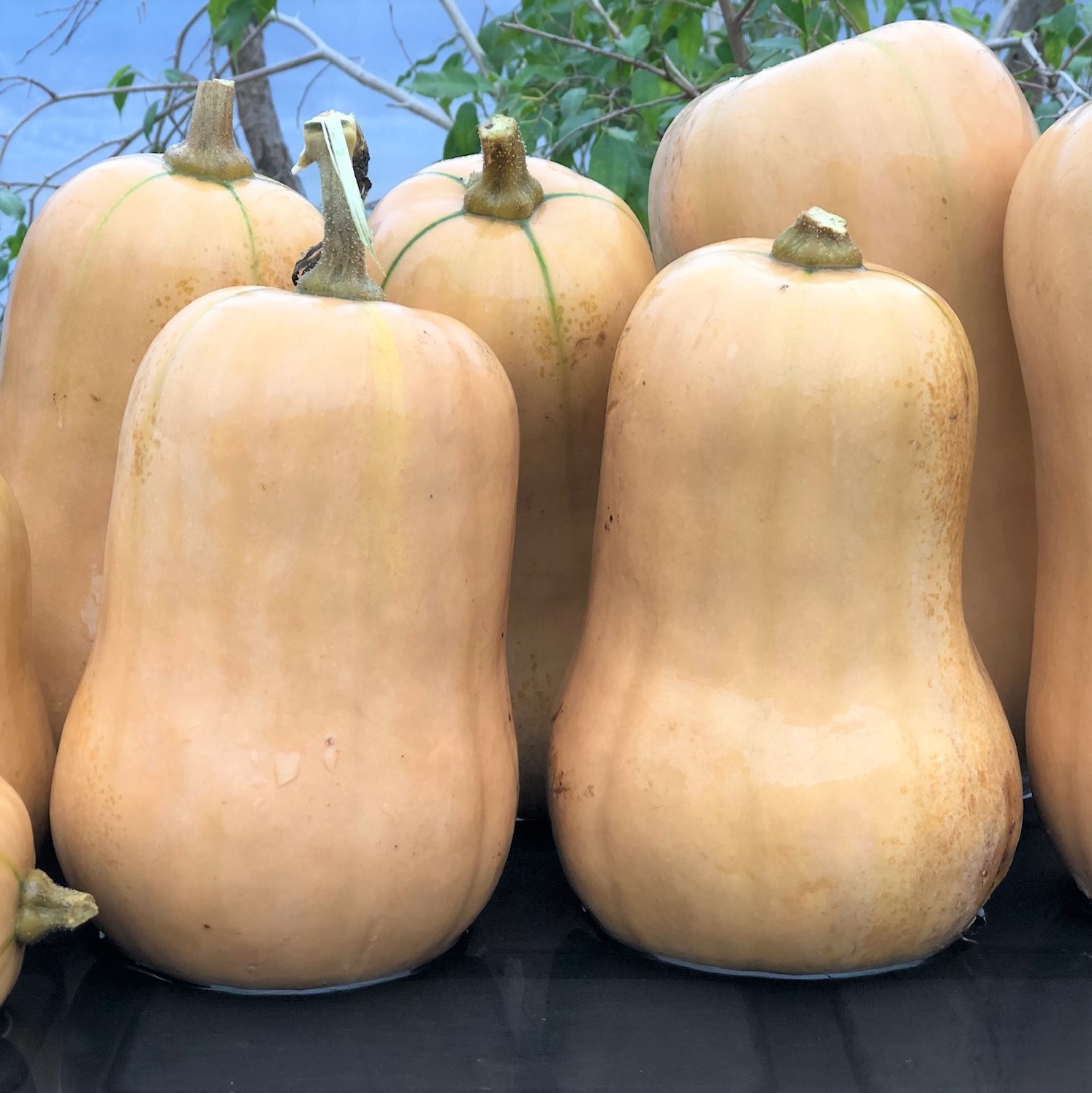 Courge Ponca Baby Butternut (20 semences)