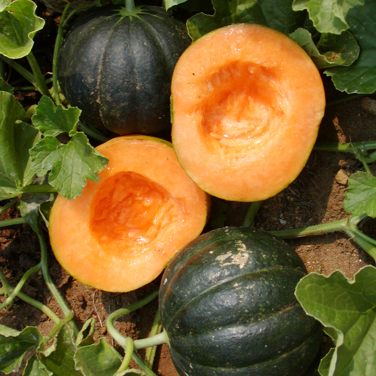 Melon Noir des Carmes (25 semences)