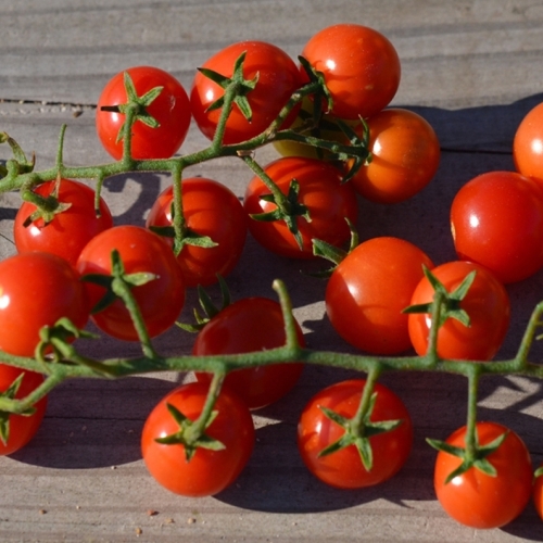 Tomate Cerise Peacevine (35 semences)