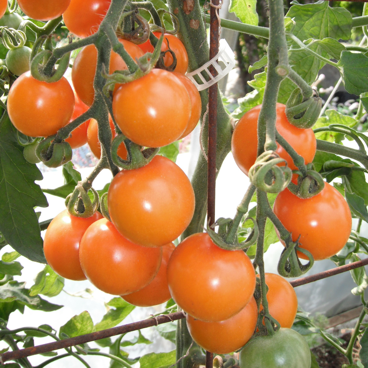 Tomate Cerise Sungold (35 semences)