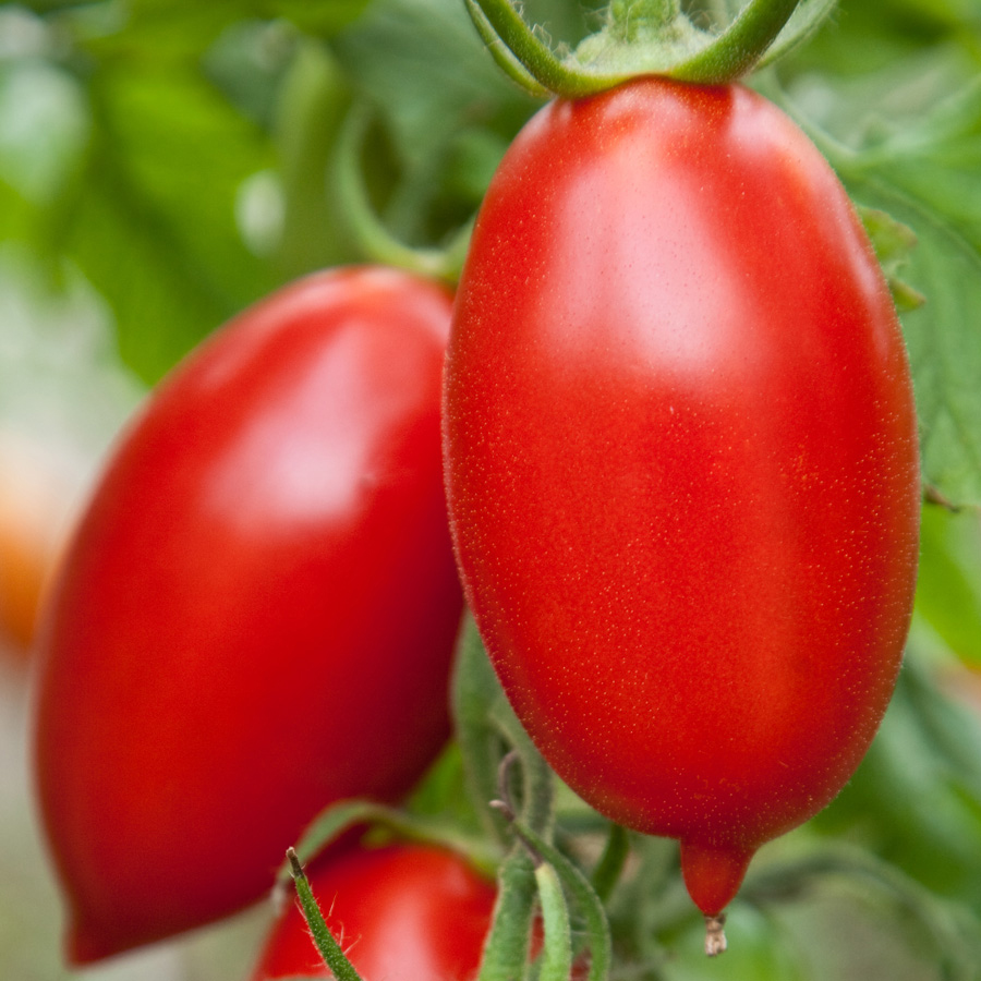 Tomate Italienne Amish (35 semences)