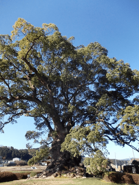 Camphre blanc (11 ml)