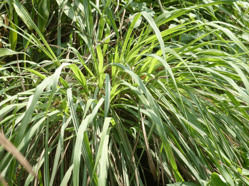 Citronnelle de Ceylan (11 ml)