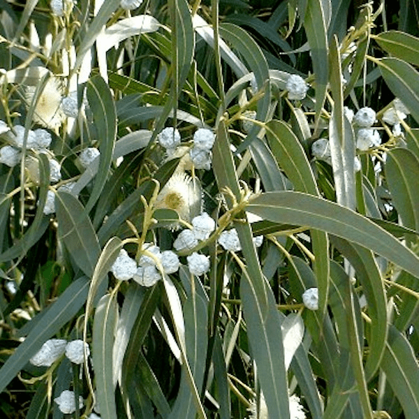 Eucalyptus globulus (32 ml)