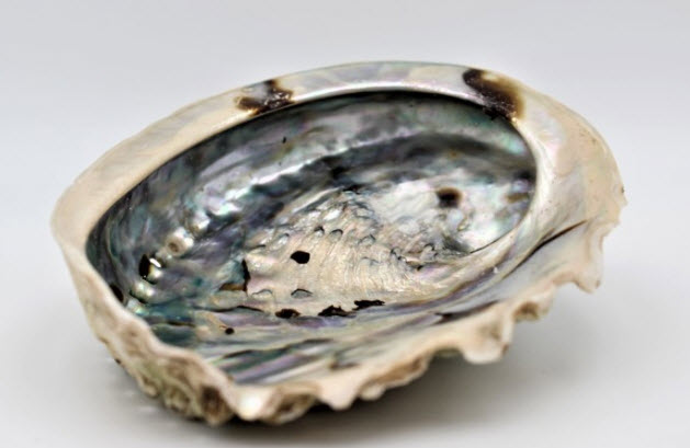 Mini set coquillage d'ormeau naturel et sauge