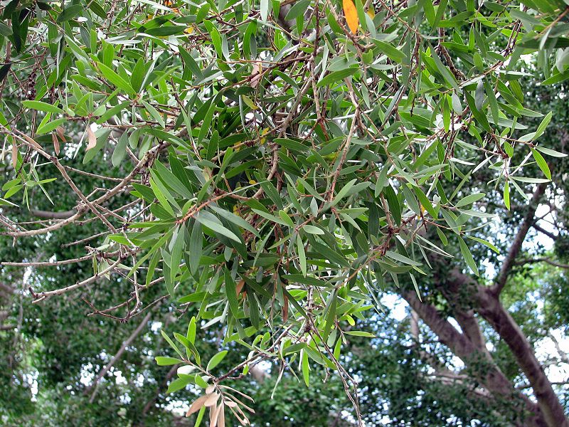 Cajeput (11 ml)