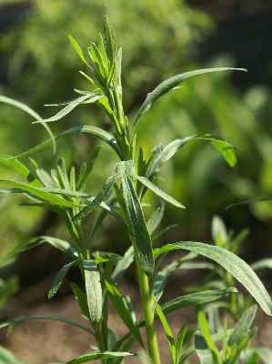 Estragon (11 ml)