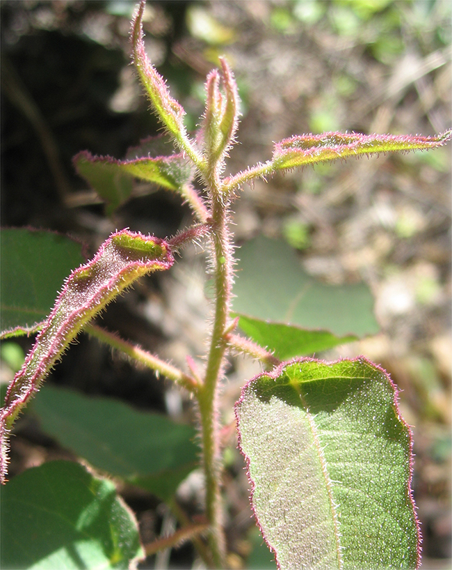 Eucalyptus citronné (11 ml)