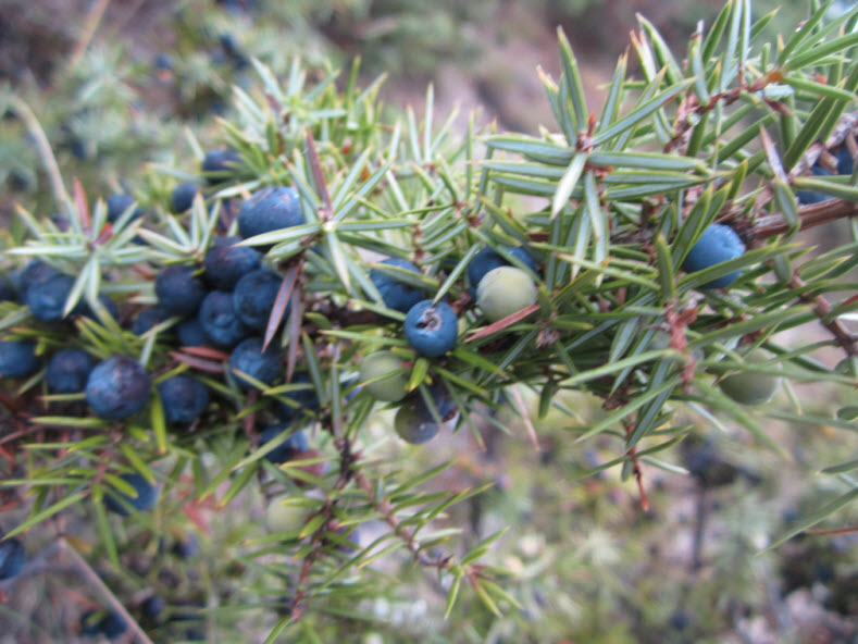 Génévrier des montagnes (11 ml)