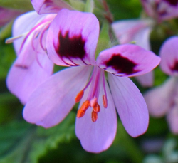 Géranium Rosat (11 ml)