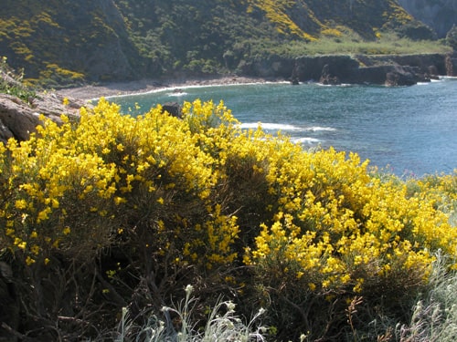 Hélichryse Italienne (5 ml)