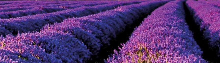 Lavandin super (11 ml)