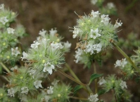 Marjolaine d'Espagne (11 ml)