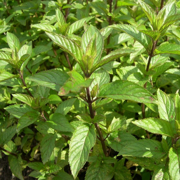 Menthe poivrée (11 ml)