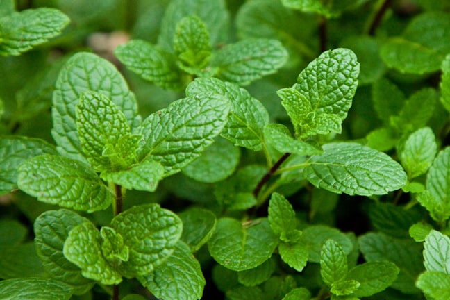 Menthe verte (11 ml)