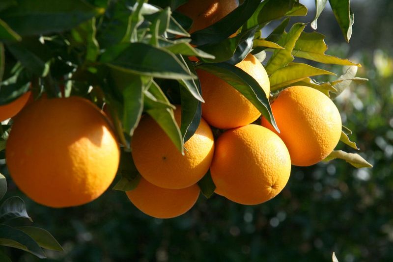 Orange douce (11 ml)