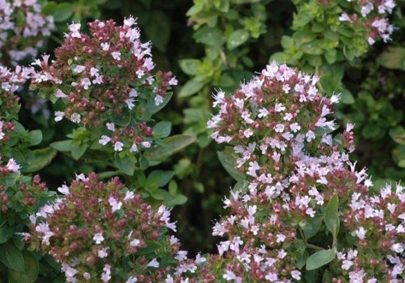 Origan compact (11 ml)