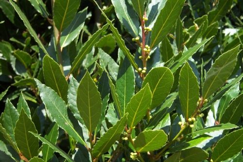 Eau de Laurier noble (125 ml)