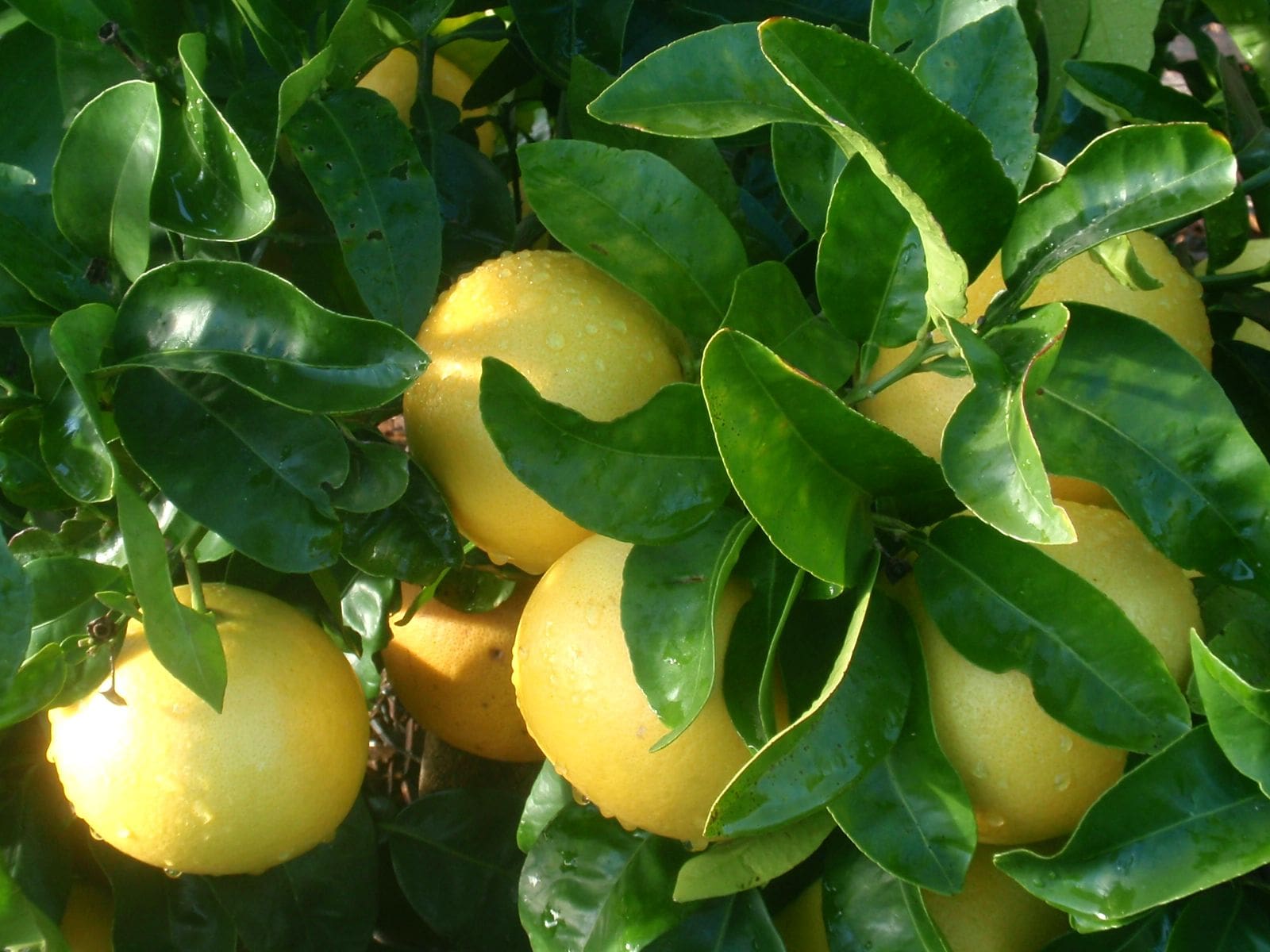 Pamplemousse blanc (11 ml)