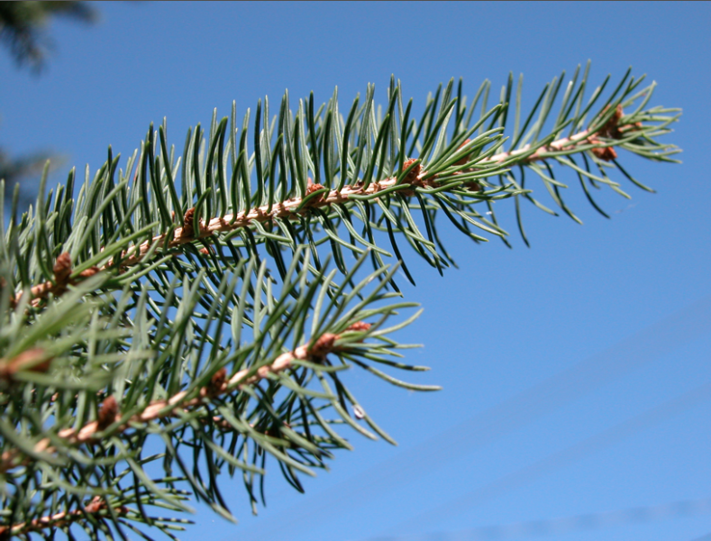 Sapin baumier écorce (32 ml)