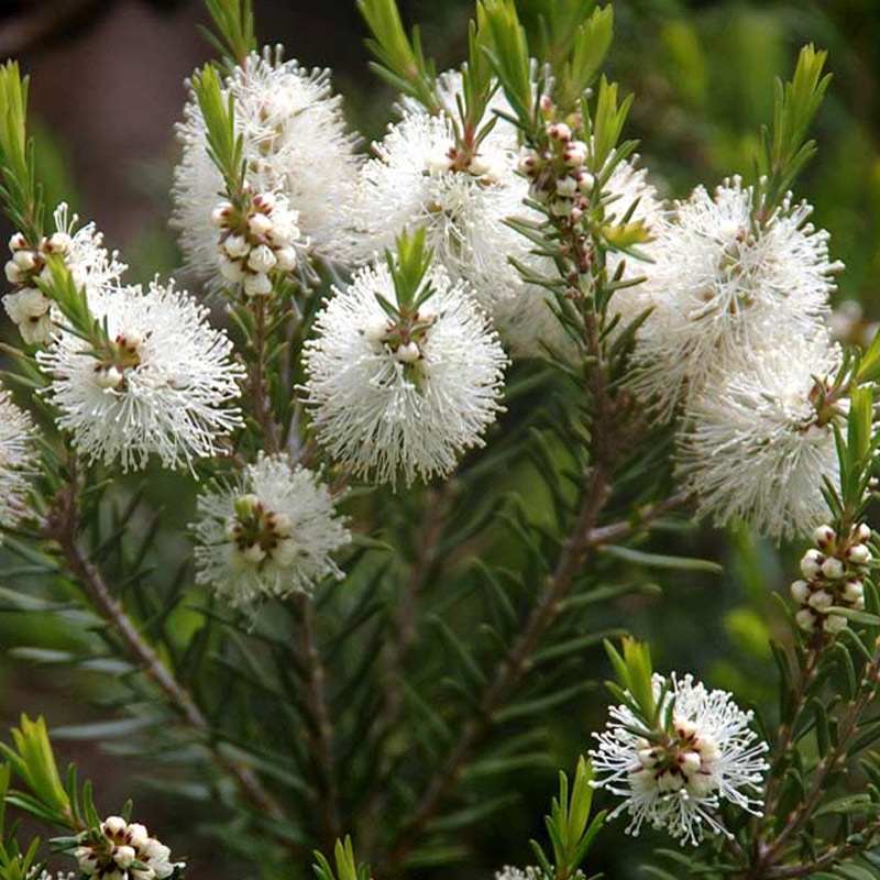 Tea Tree - Melaleuca (11 ml)