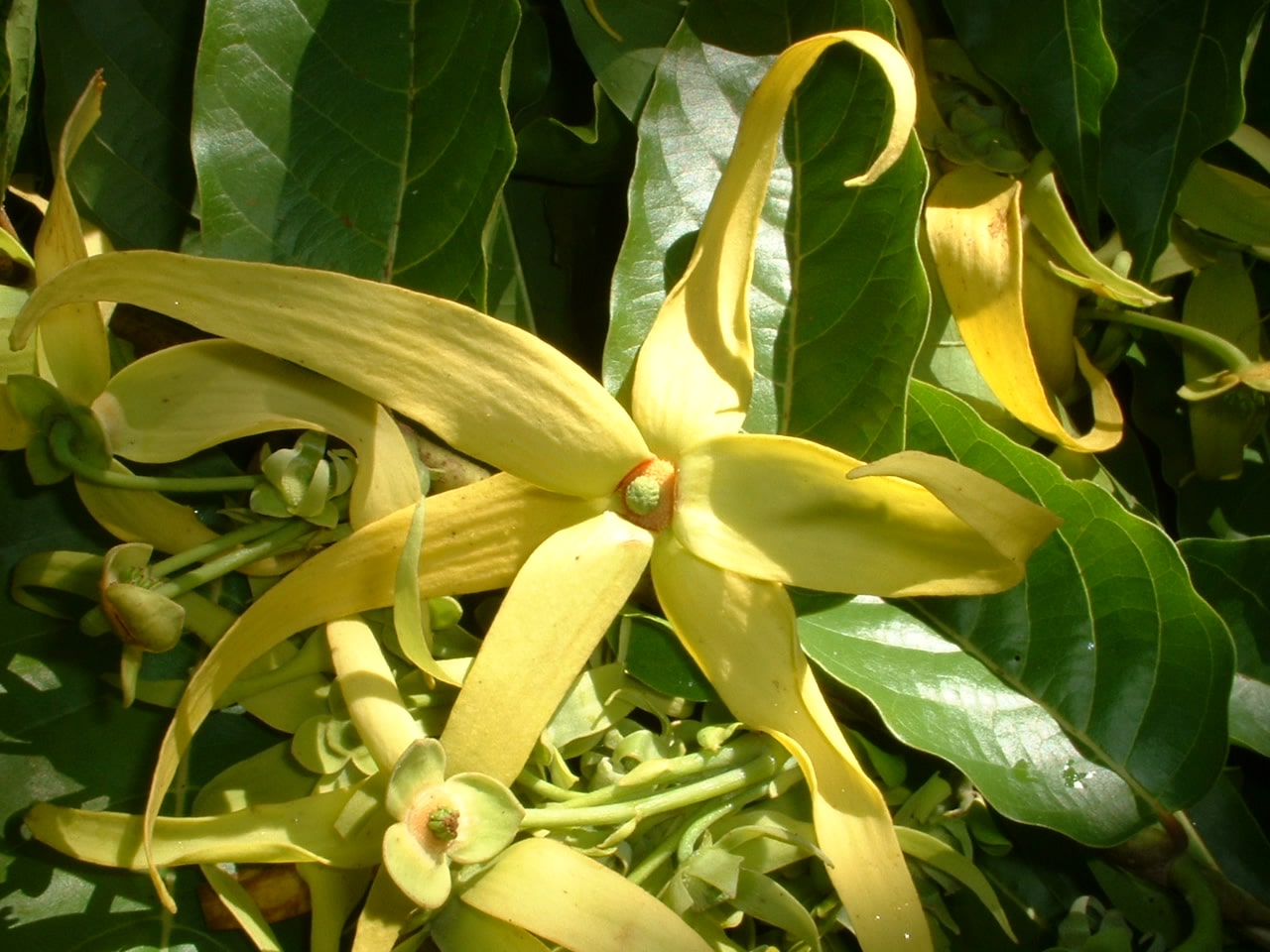 Ylang ylang 2 & 3 récolte (11 ml)