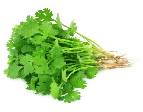 Coriandre fraiche (bouquet)