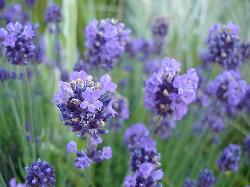 Huile de Nigelle (50 ml)