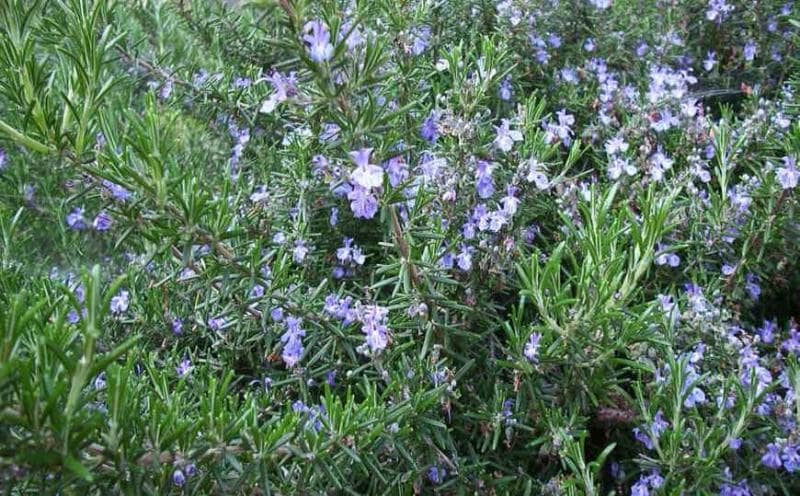 Romarin à cinéole (11 ml)