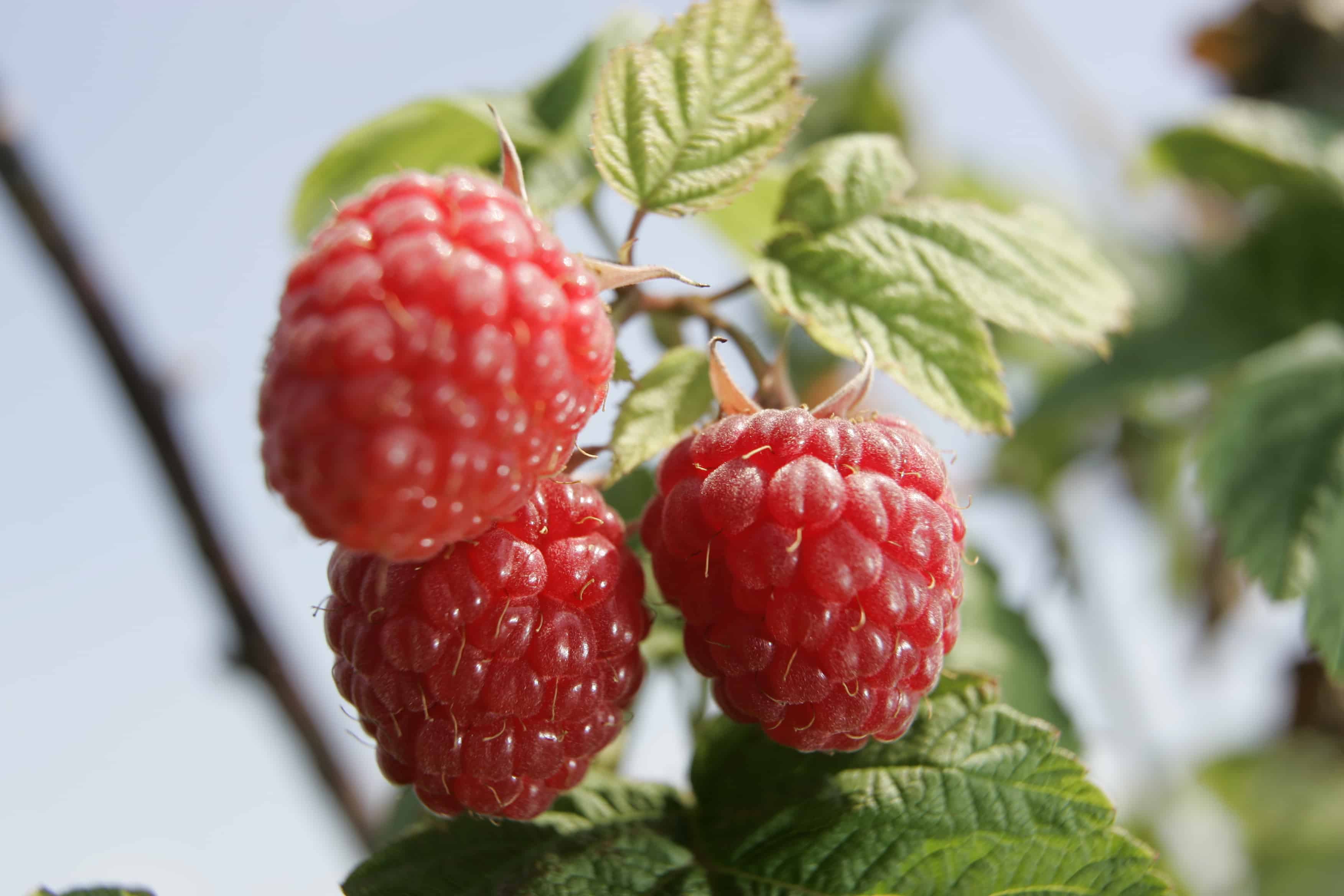 Framboises (casseau)