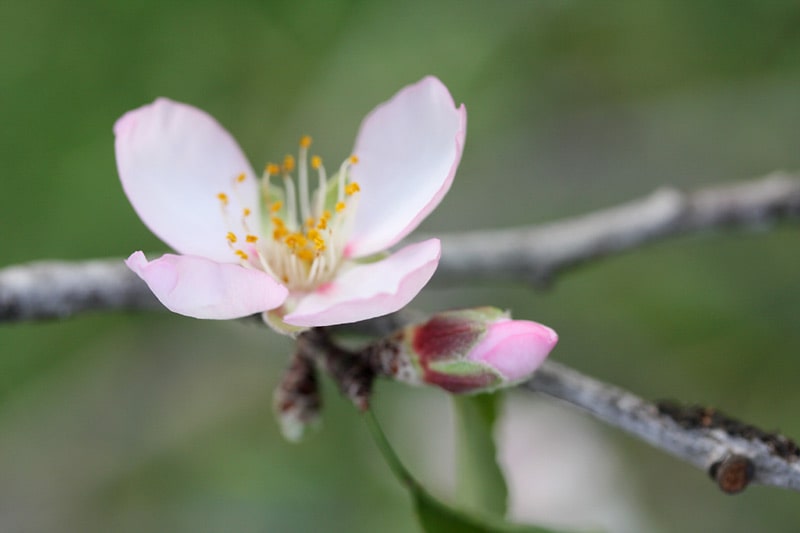 Huile d'amande douce (100 ml)