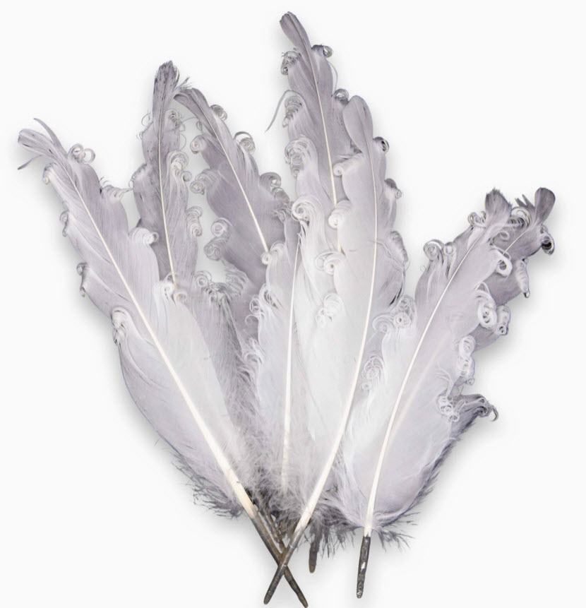 Marquage - Plume - Oie
