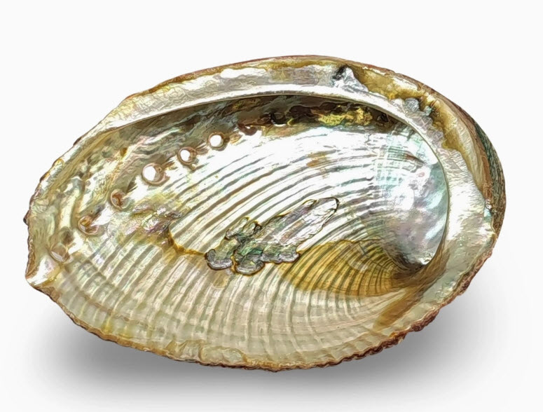 Fumigation - Coquille d'ormeau