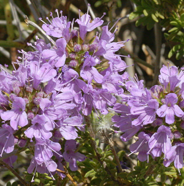 Thym vulgaire a thymol (11 ml)