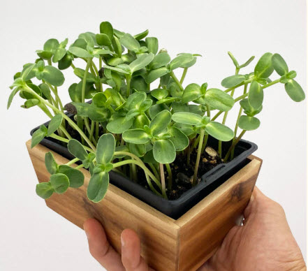 Pousses de tournesol 50 gr