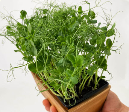 Pousses de pois mouchetés 50 gr